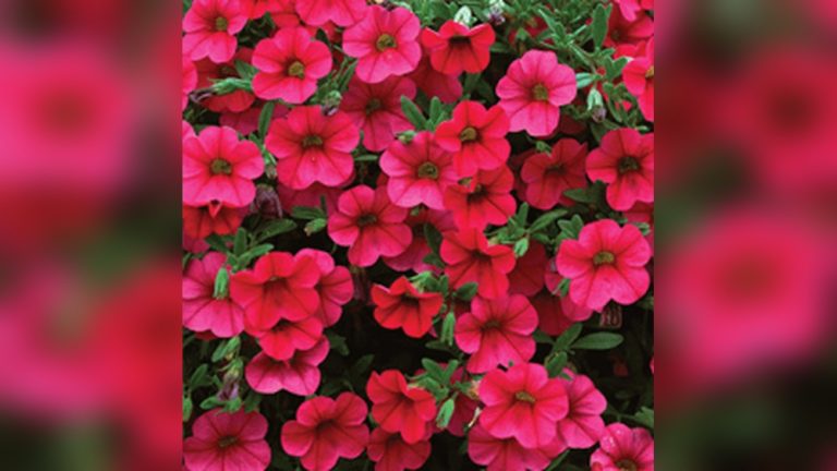 Do Rabbits Eat Calibrachoa