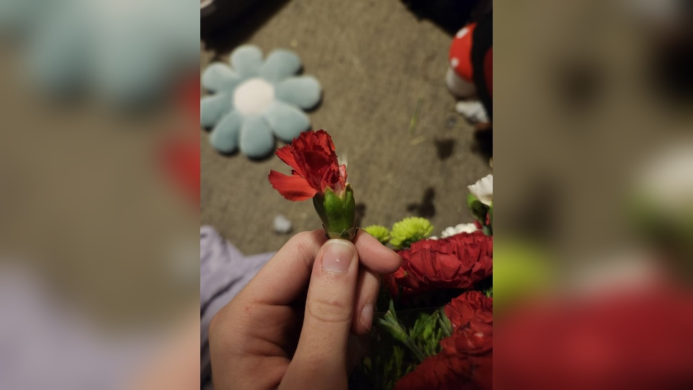 Do Rabbits Eat Carnations