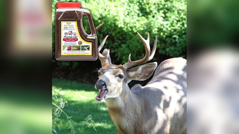 Do Rabbits Eat Deer Corn