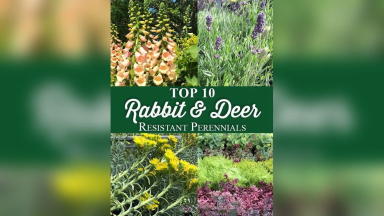 Do Rabbits Eat Sedum Plants