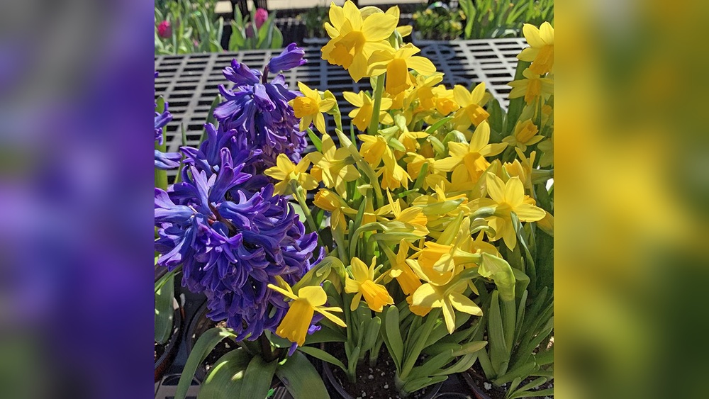 Do Rabbits Eat Tulips And Daffodils