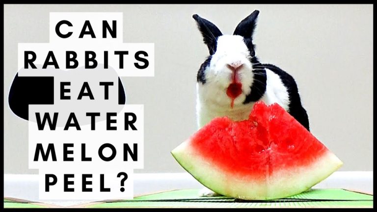Do Rabbits Eat Watermelon Rinds