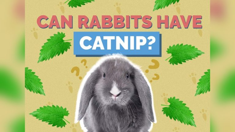 Do Rabbits Like Catnip