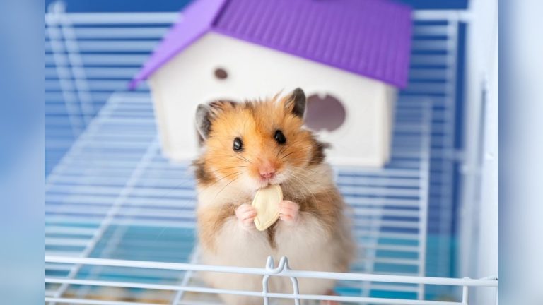 Does Hamster Stink