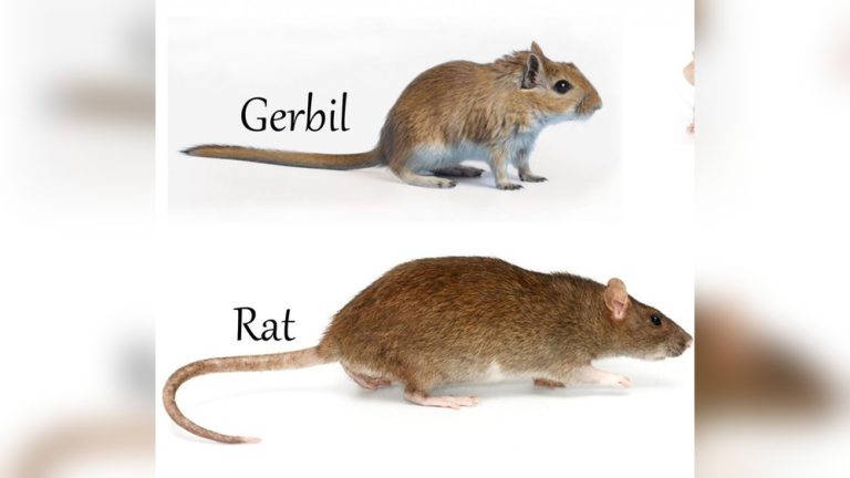 Gerbil Vs Rat