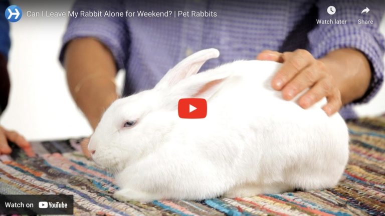 How Long Can You Leave a Rabbit Alone