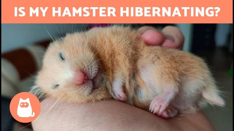 How Long Does a Hamster Hibernate for