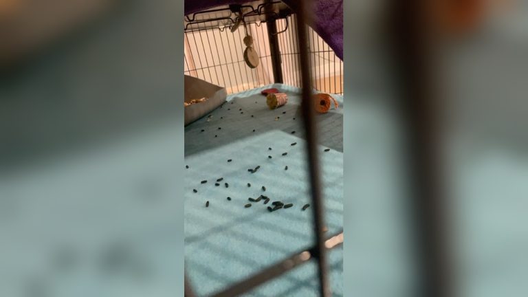 How Often Do Chinchillas Poop