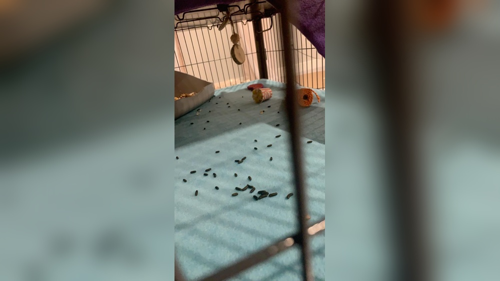 How Often Do Chinchillas Poop