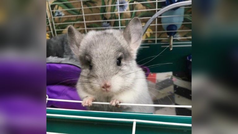 How Often Should a Chinchilla Have a Dust Bath