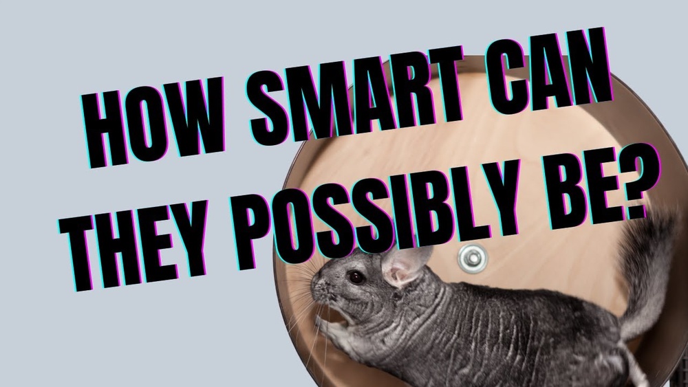 How Smart are Chinchillas
