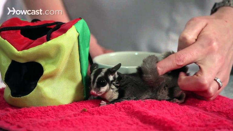 How to Bond With a Sugar Glider