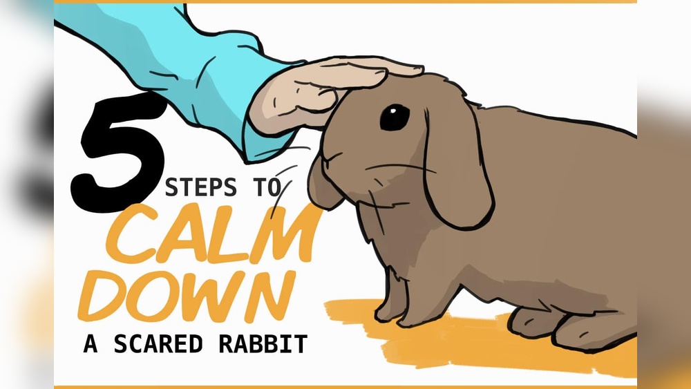 How to Calm down a Rabbit