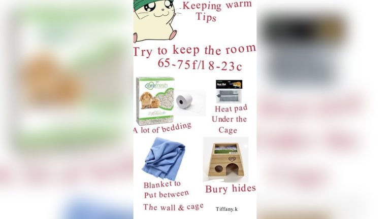 How to Keep Hamster Warm