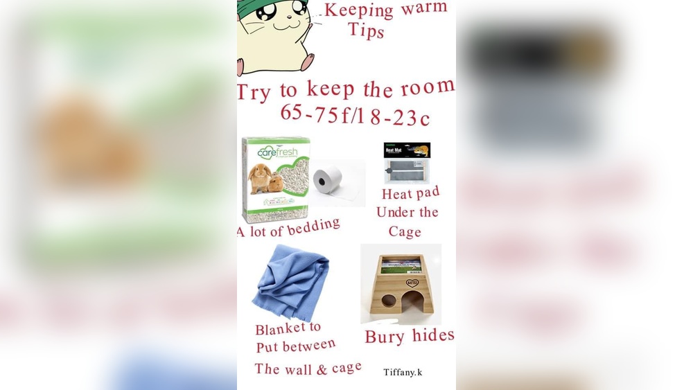 How to Keep Hamster Warm