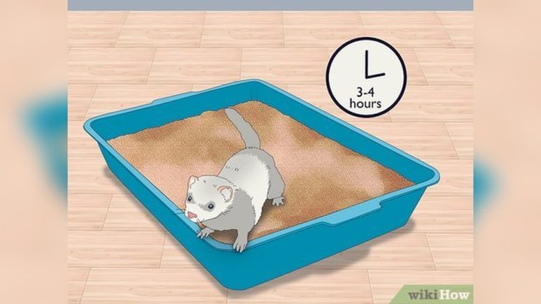 How to Litter Train a Ferret
