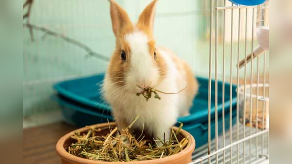 How to Remove Rabbit Urine Smell