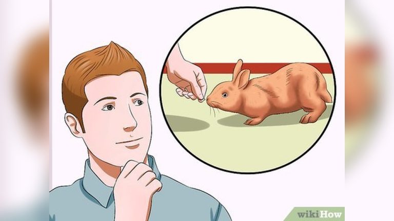 How to Stop a Rabbit from Chewing Carpet
