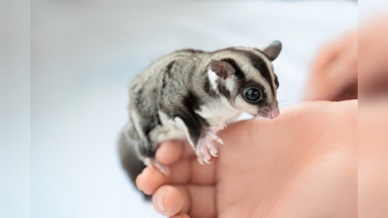 How to Take Care of a Sugar Glider