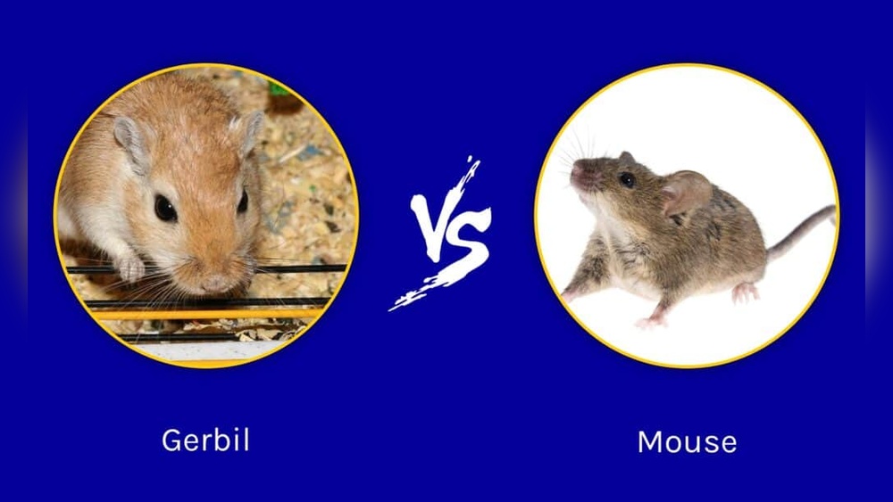 Mouse Vs Gerbil
