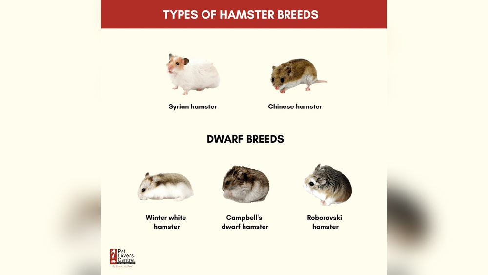 Syrian Vs Winter White Hamster