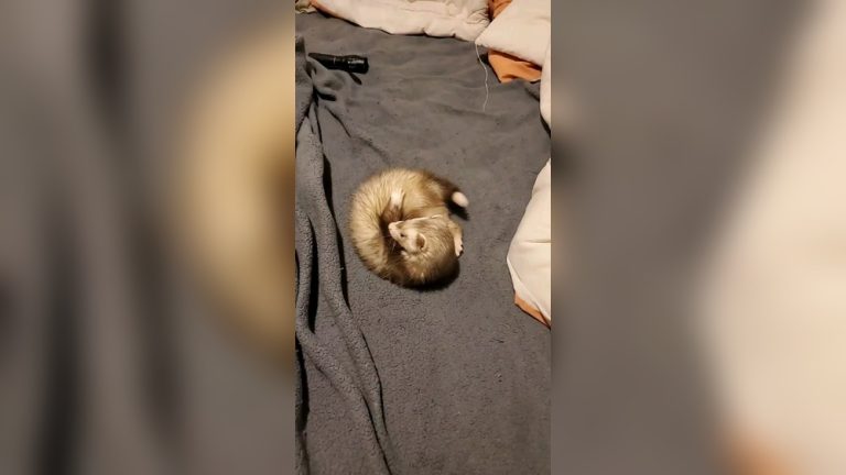 Why are My Ferrets So Itchy