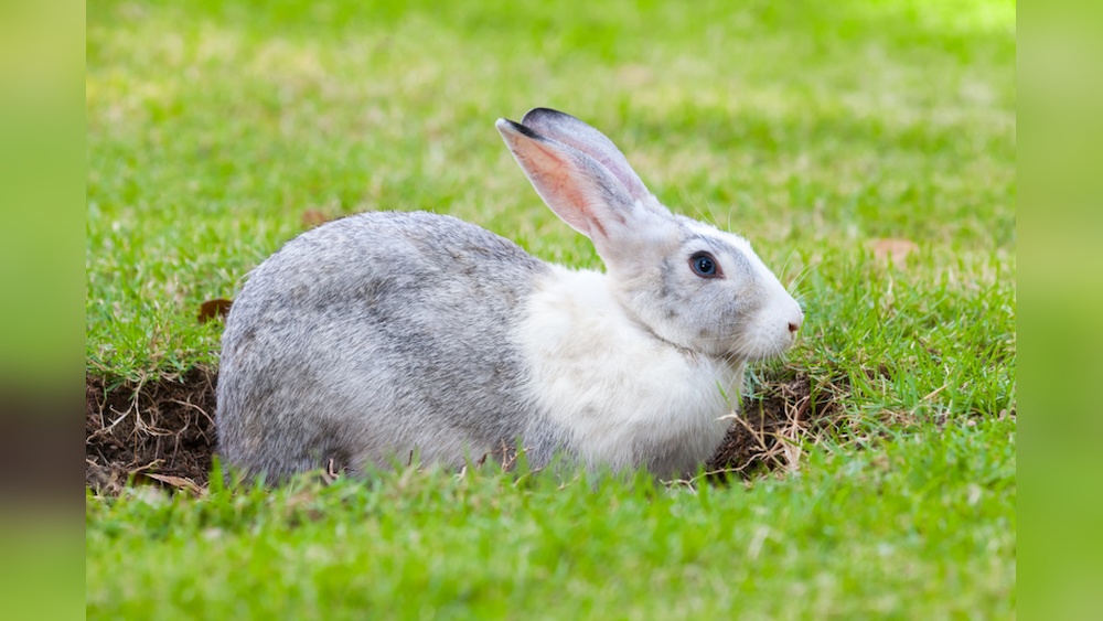 Why Does Rabbit Pee After Digging