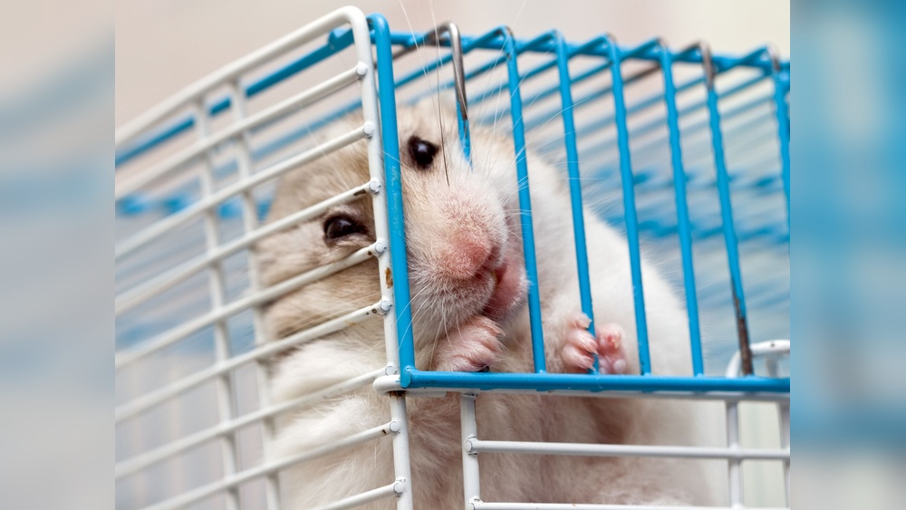 Why is My Hamster Biting the Cage