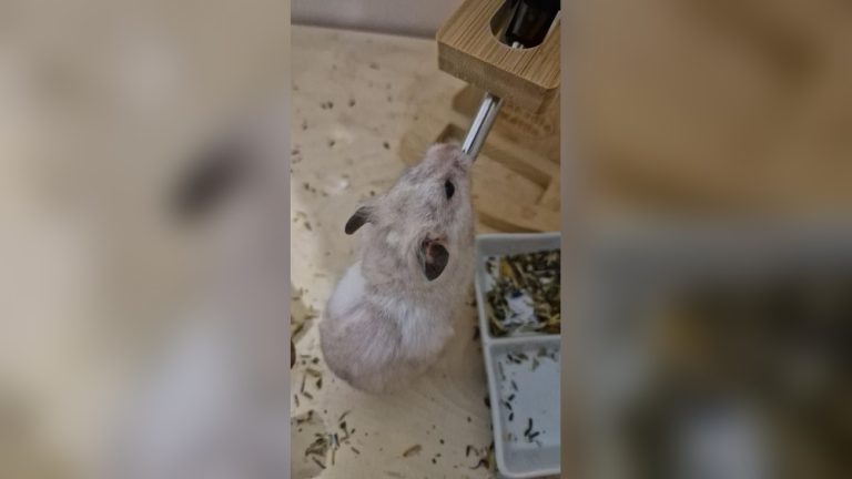 Why is My Hamster Drinking So Much Water