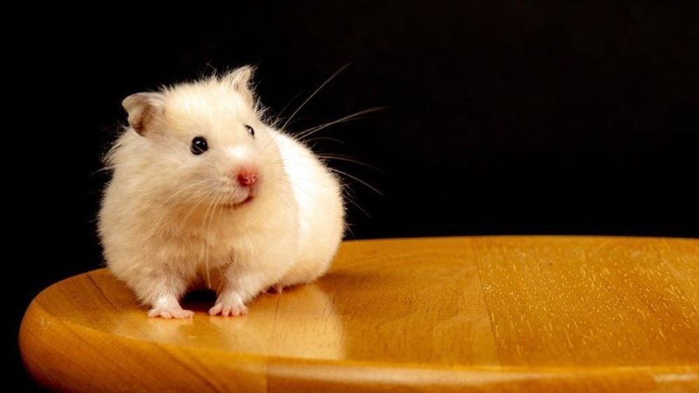 Why is My Hamster Squeaking