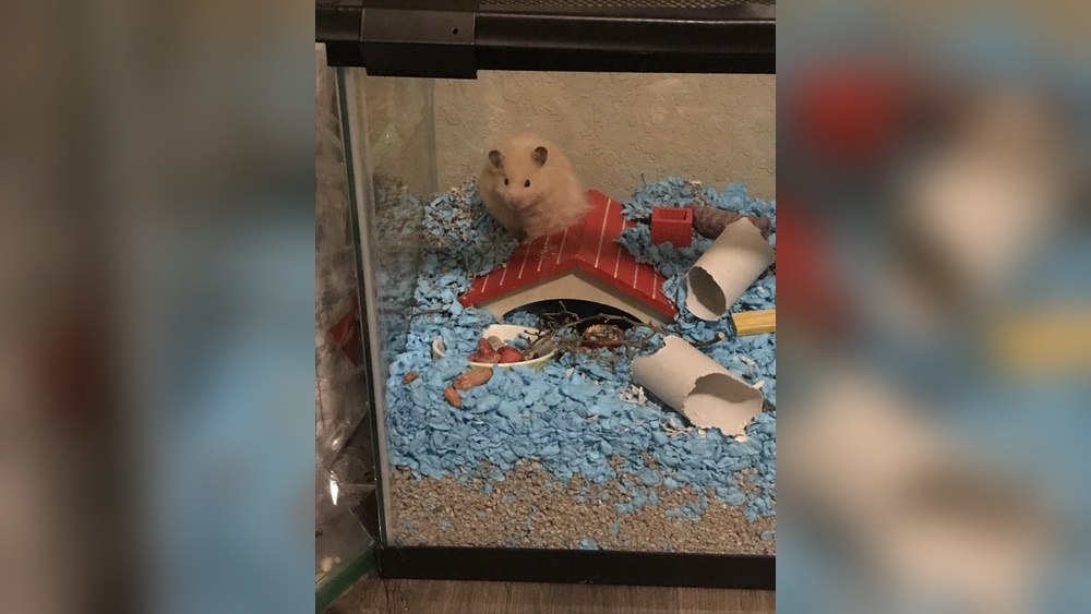 Why is My Hamster Trying to Escape