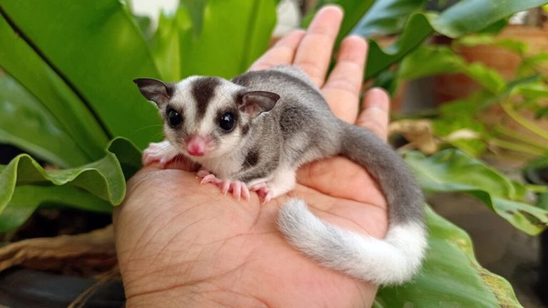 Why is My Sugar Glider Barking