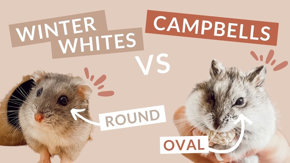 Winter White Vs Campbell Hamster